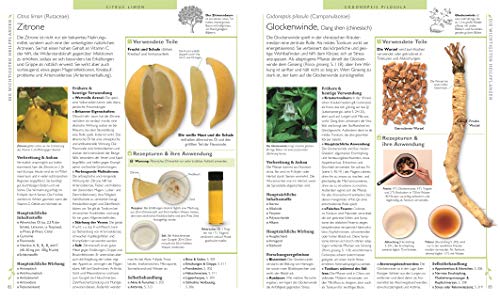 Das große Lexikon der Heilpflanzen Detail