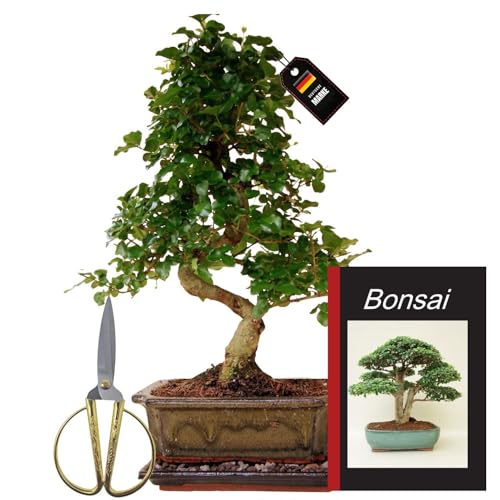 Chinesischer Liguster Bonsai-Set Detail