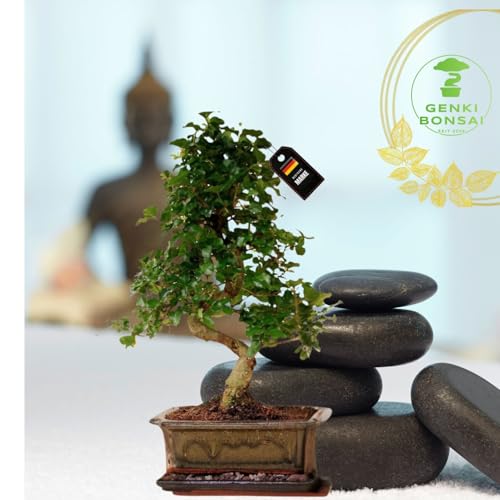 Chinesischer Liguster Bonsai-Set