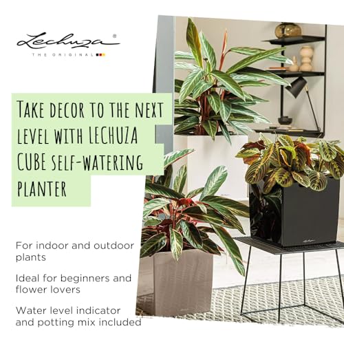 CUBE Premium Pflanzkubus Detail