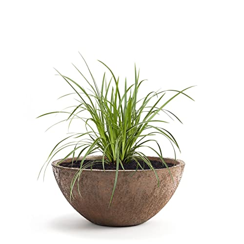 Pflanzschale Bowl in Rostoptik