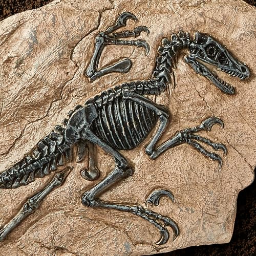 Fossilien-Replikat Velociraptor Detail