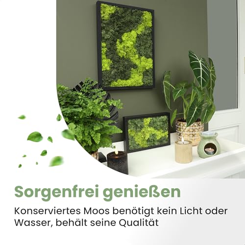 Lebendiges Moosbild aus konserviertem Rentiermoos Detail