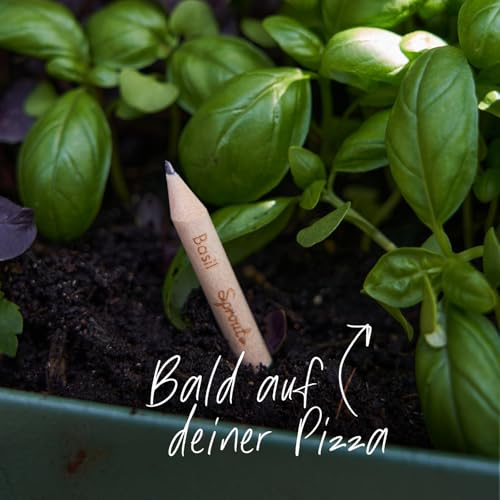 Sprout Bleistifte Pizza Edition